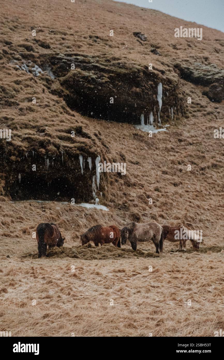 Cavalli islandesi che pascolano in un paesaggio innevato sulle colline, nel sud dell'Islanda. Foto Stock