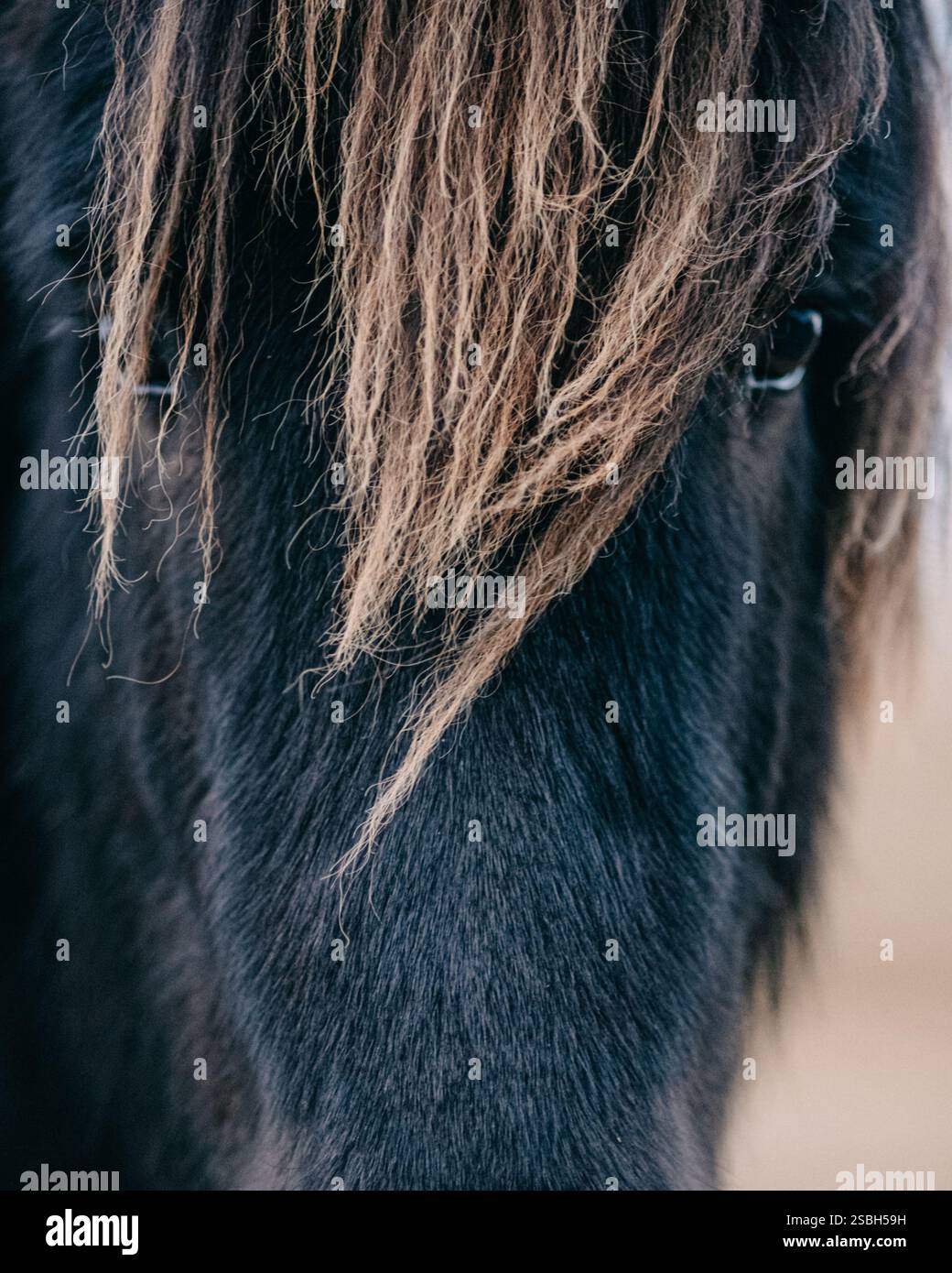 Primo piano della criniera e dell'occhio del cavallo islandese, che mostra la sua bellezza naturale. Foto Stock