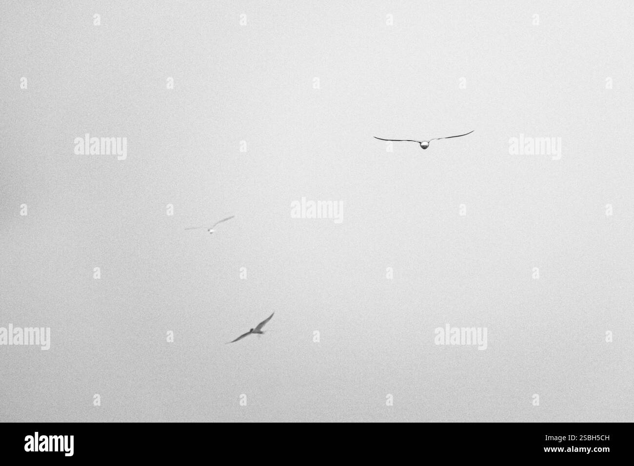 Immagine minimalista in bianco e nero di gabbiani che si innalzano nel cielo dell'Islanda orientale. Foto Stock