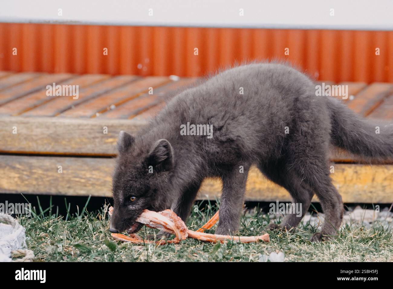 Volpe artica che mangia carne vicino a un ponte di legno nell'Islanda orientale, mostrando il comportamento della fauna selvatica in un ambiente rurale. Foto Stock