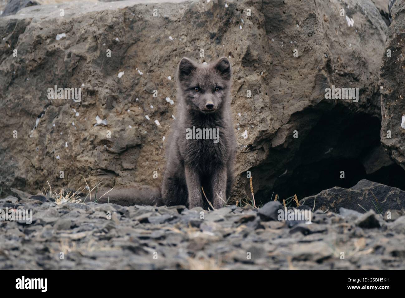 Un ambiente artico che si trova sullo sfondo roccioso nella natura selvaggia dell'Islanda orientale. Foto Stock