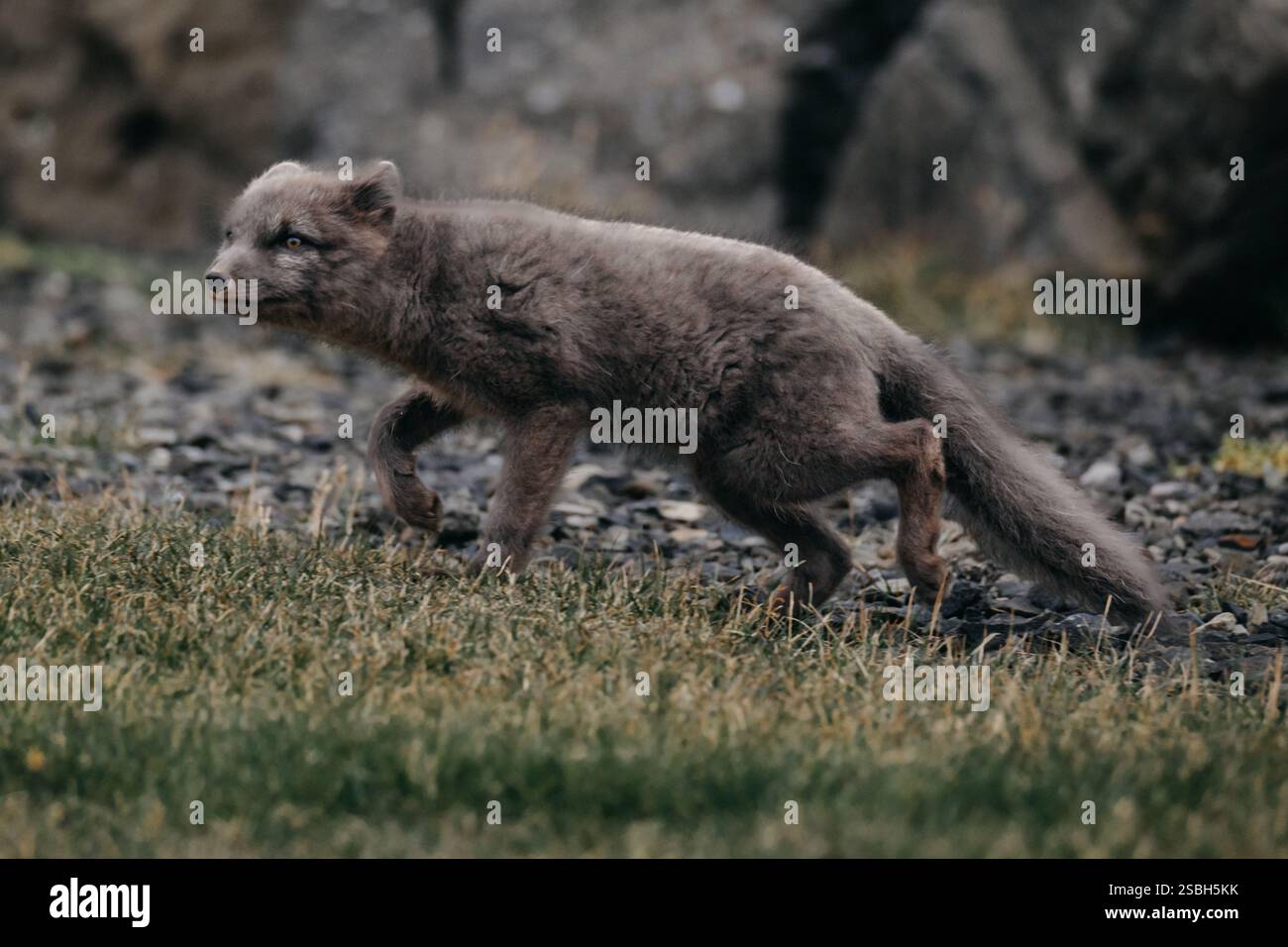 La volpe artica cammina su terreni rocciosi nell'Islanda orientale, mostrando la fauna selvatica nel suo habitat naturale. Foto Stock