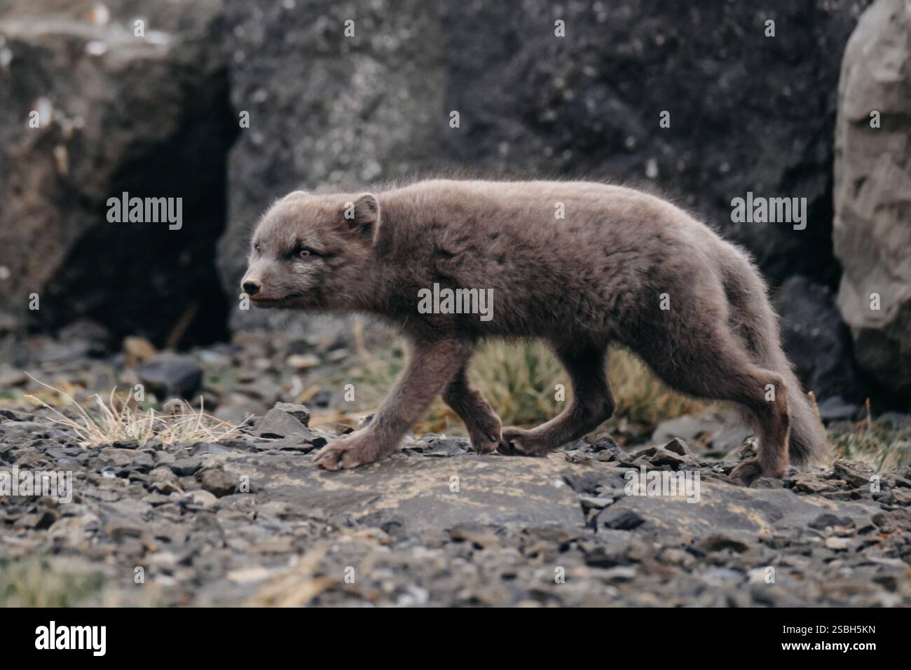 La volpe artica cammina su terreni rocciosi nell'Islanda orientale, mostrando la fauna selvatica nel suo habitat naturale. Foto Stock