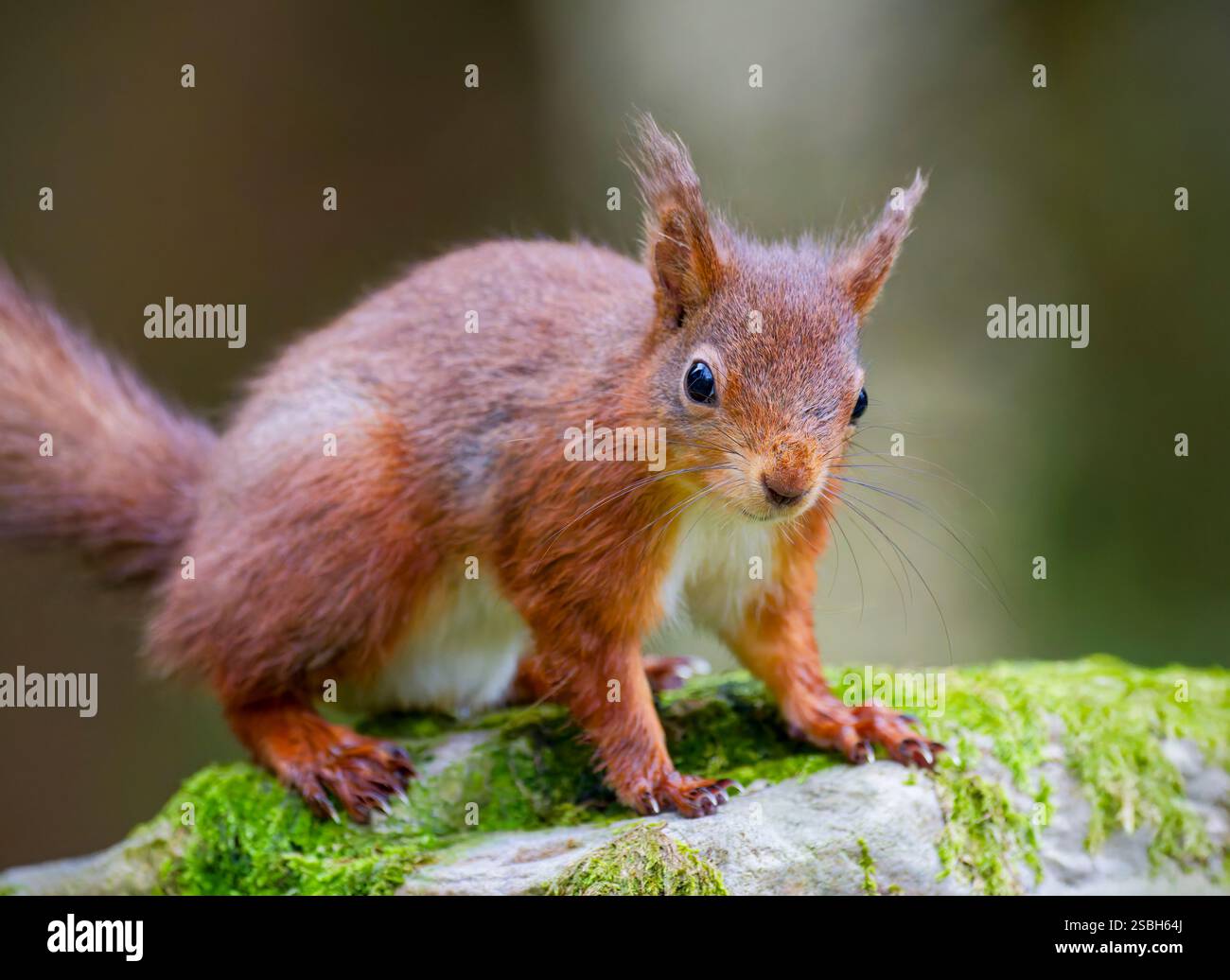 Uno scoiattolo rosso britannico (Sciurus vulgaris), in piedi su una roccia e guardando verso la fotocamera Foto Stock