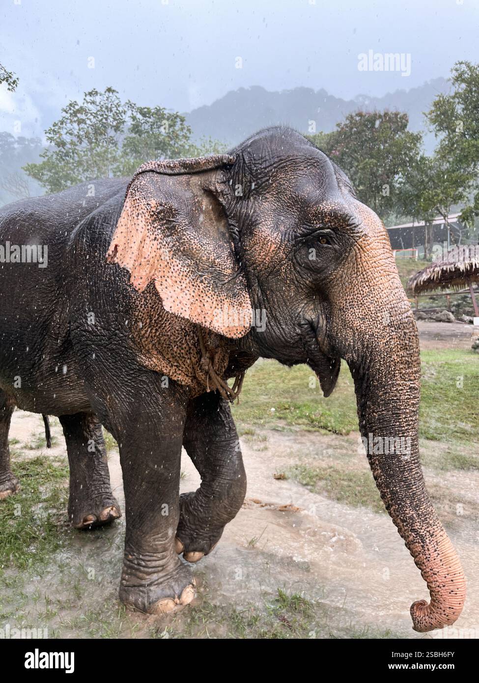 Elefante che cammina nel santuario di Phuket, Thailandia - Immagine stock catturata con smartphone