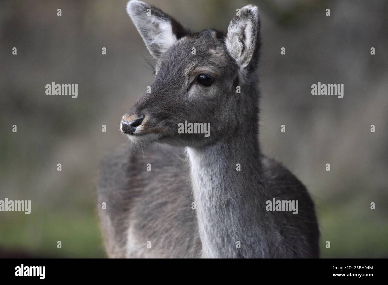 Ritratto ratto ravvicinato di un cervo fondale (Dama dama) fotocamera rivolta verso il corpo con la testa che guarda a sinistra dell'immagine, scattata nel Regno Unito a febbraio Foto Stock