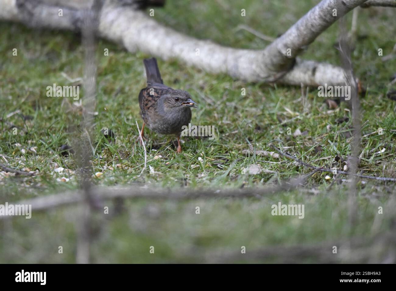 Dunnock (Prunella modularis) Walking Towards camera on Forest Floor, Left Eye on camera and Seed in Beak, girato a febbraio nel Regno Unito Foto Stock