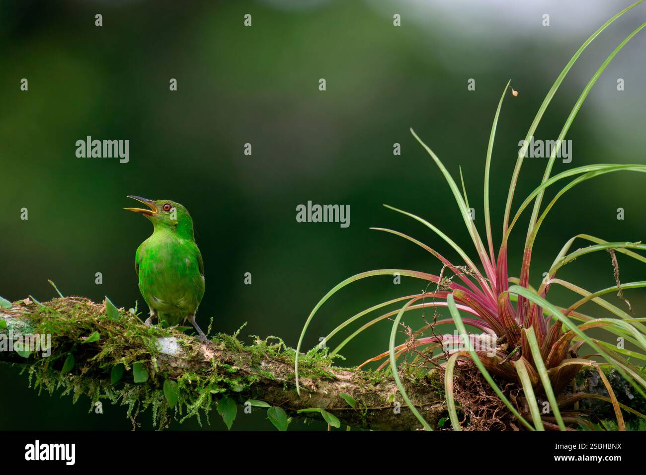 Donna Verde Honeycreeper (Chlorophanes spiza) su un ramo, Costa Rica Foto Stock