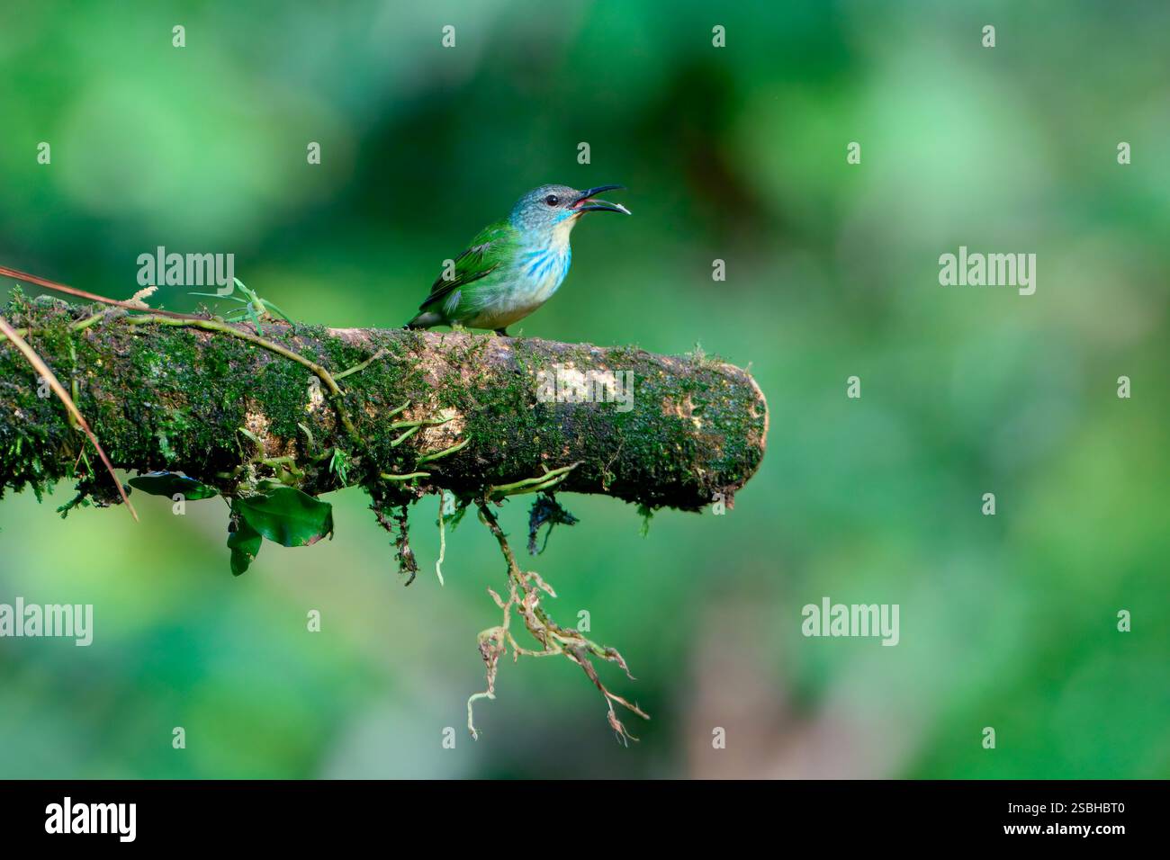 Donna Shining Honeycreeper (Cyanerpes lucidus) su un ramo, Costa Rica Foto Stock
