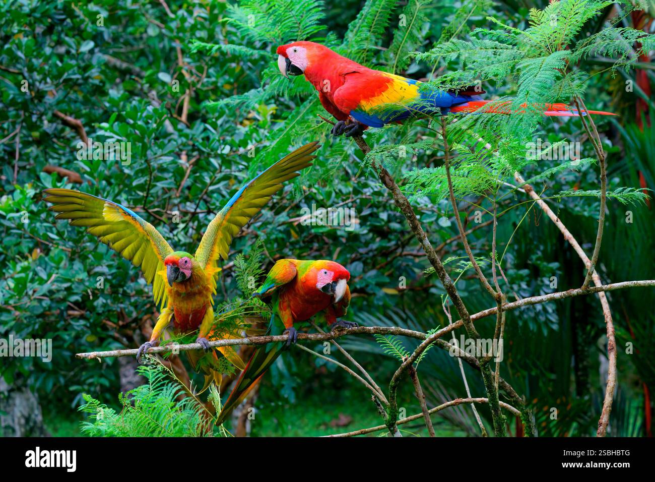 Tre Scarlet ibridi x grandi Macaws verdi (Ara macao x militaris) arroccati su rami di un albero, uno con ali aperte, Costa Rica Foto Stock