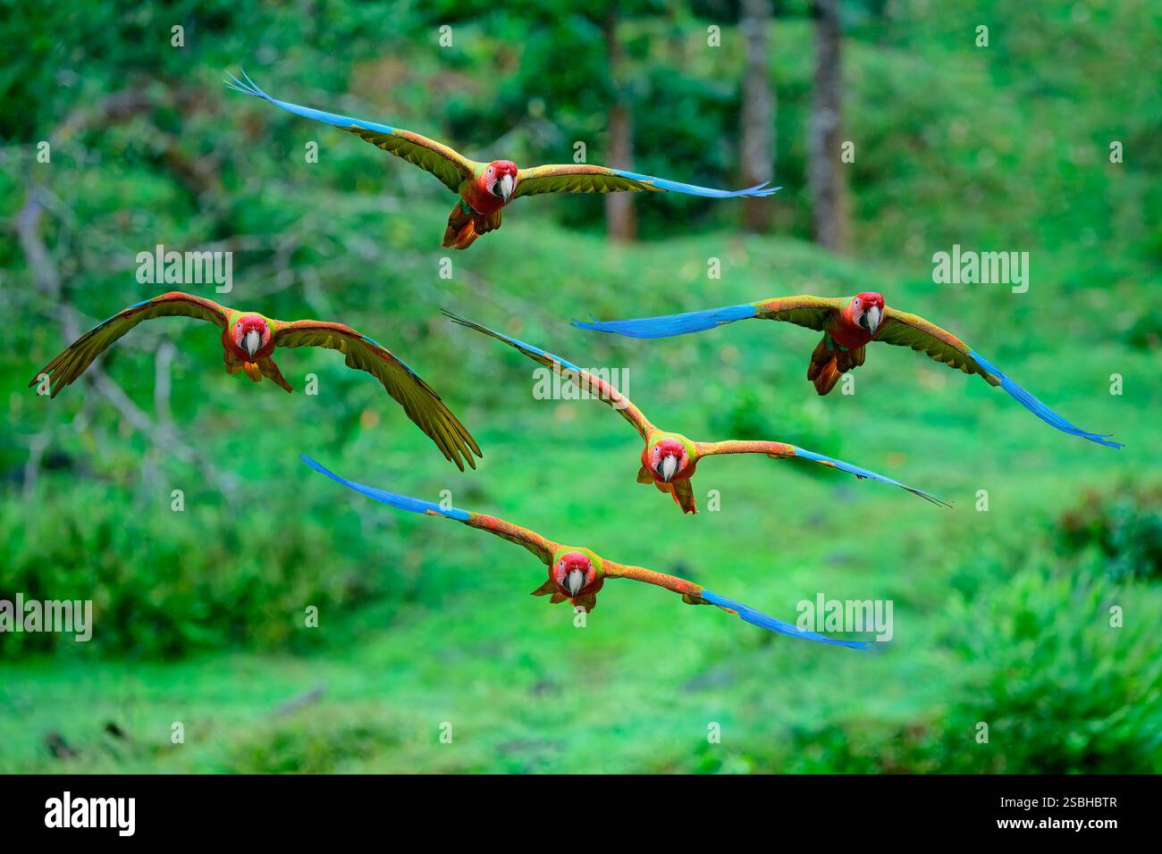 Gregge di Flying Great Green Macaws o Great Military Macaws (Ara ambiguous), Costa Rica Foto Stock