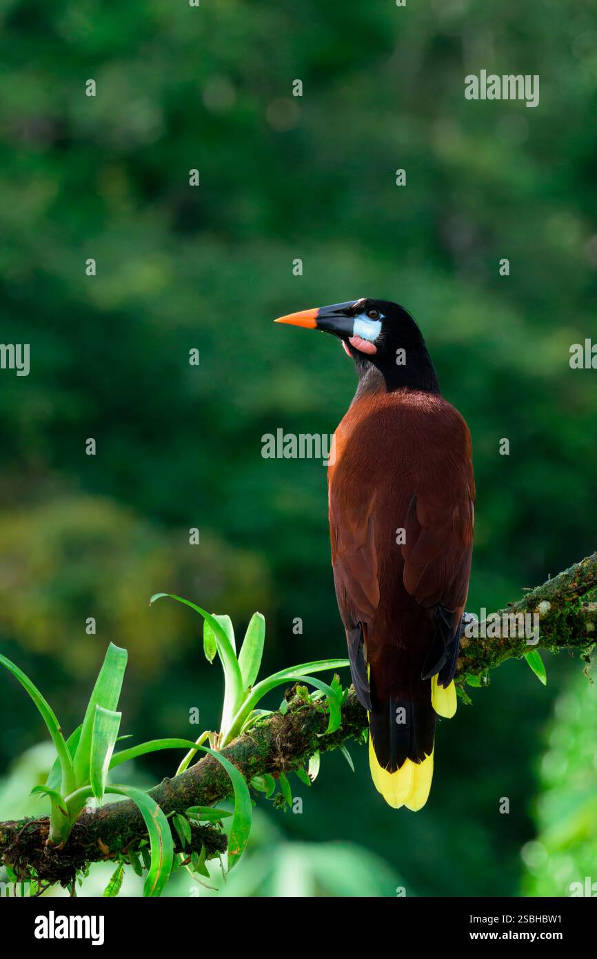 Montezuma Oropendola (Psarocolius Montezuma) arroccato su una diramazione, Costa Rica Foto Stock