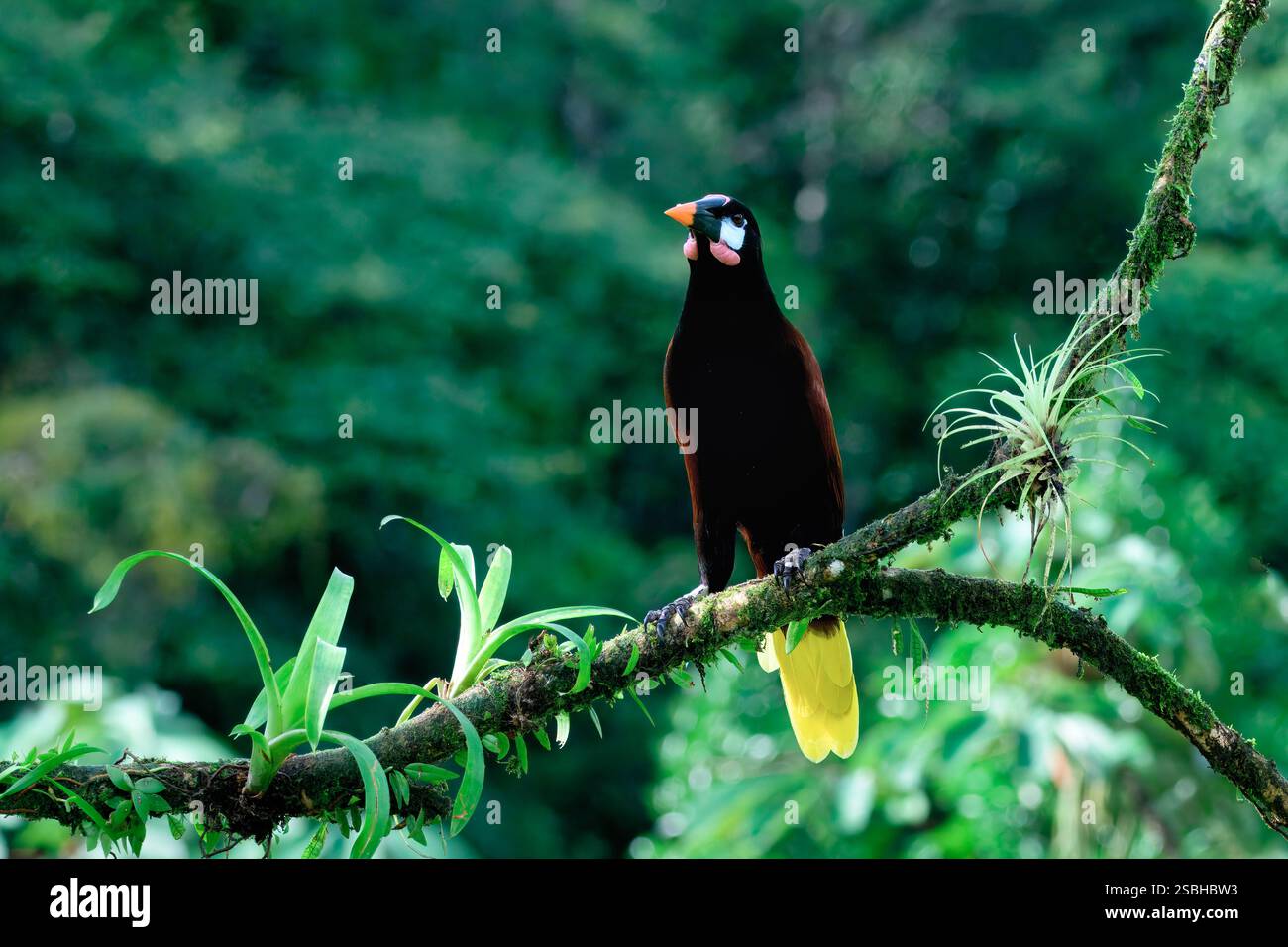 Montezuma Oropendola (Psarocolius Montezuma) arroccato su una diramazione, Costa Rica Foto Stock