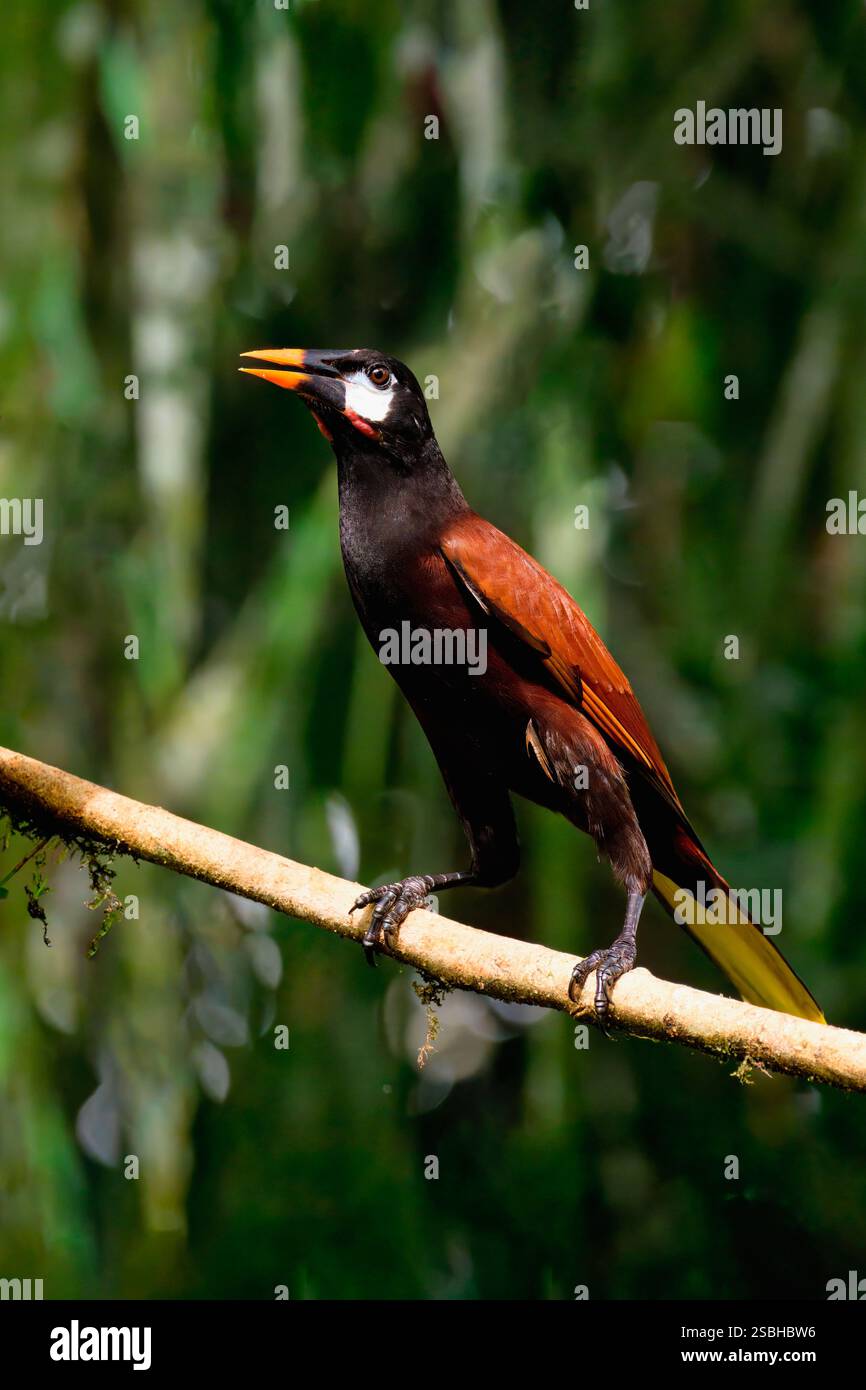 Montezuma Oropendola (Psarocolius Montezuma) arroccato su una diramazione, Costa Rica Foto Stock
