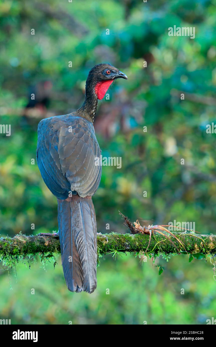 Guan crestato (Penelope purpurascens) arroccato su un ramo, Costa Rica Foto Stock