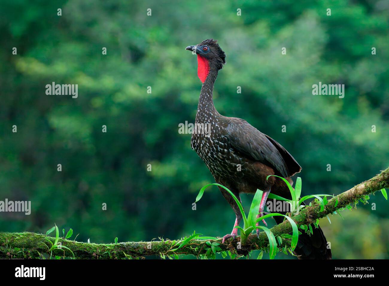 Guan crestato (Penelope purpurascens) arroccato su un ramo, Costa Rica Foto Stock