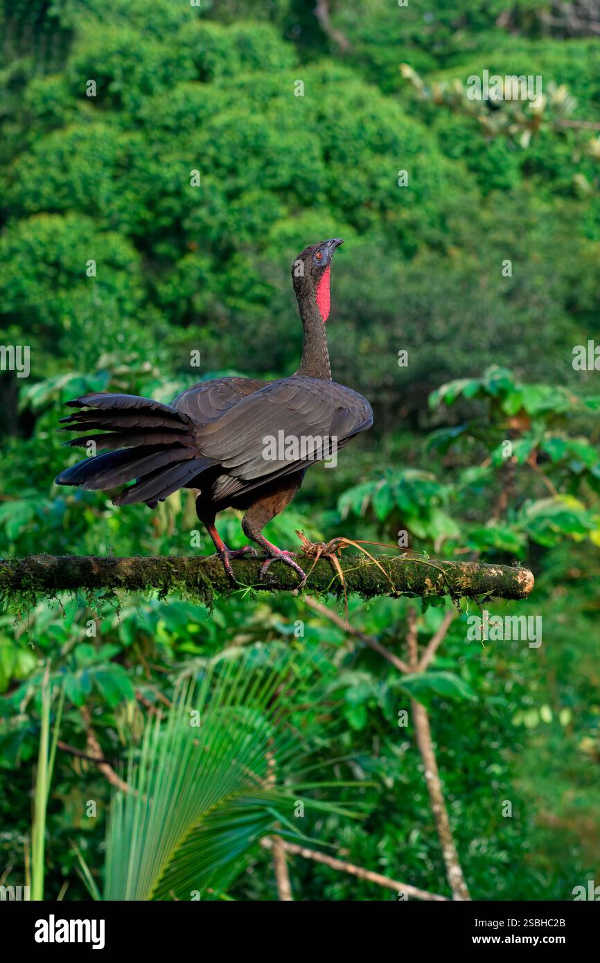 Guan crestato (Penelope purpurascens) arroccato su un ramo, Costa Rica Foto Stock