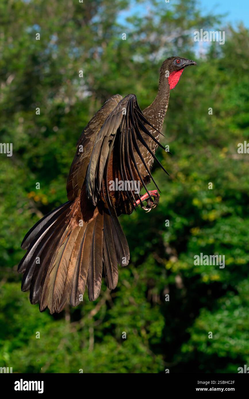Guan crestato (Penelope purpurascens) decollo, Costa Rica Foto Stock