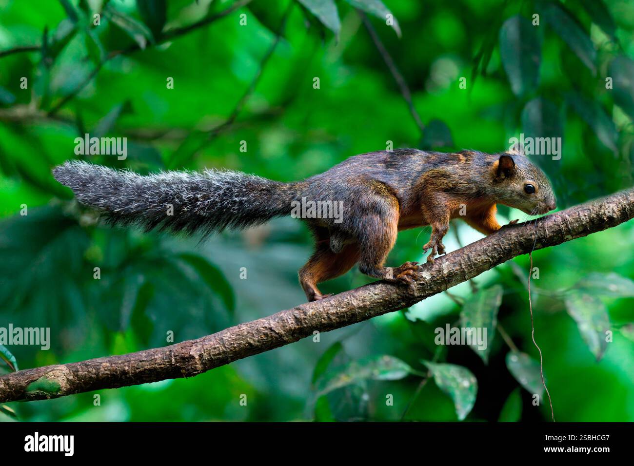 Scoiattolo variegato (Sciurus variegatoides) che sale su un ramo, Costa Rica Foto Stock
