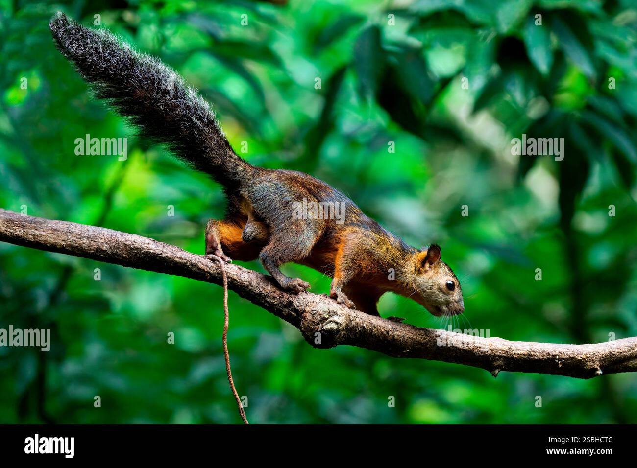 Scoiattolo variegato (Sciurus variegatoides) che sale su un ramo, Costa Rica Foto Stock