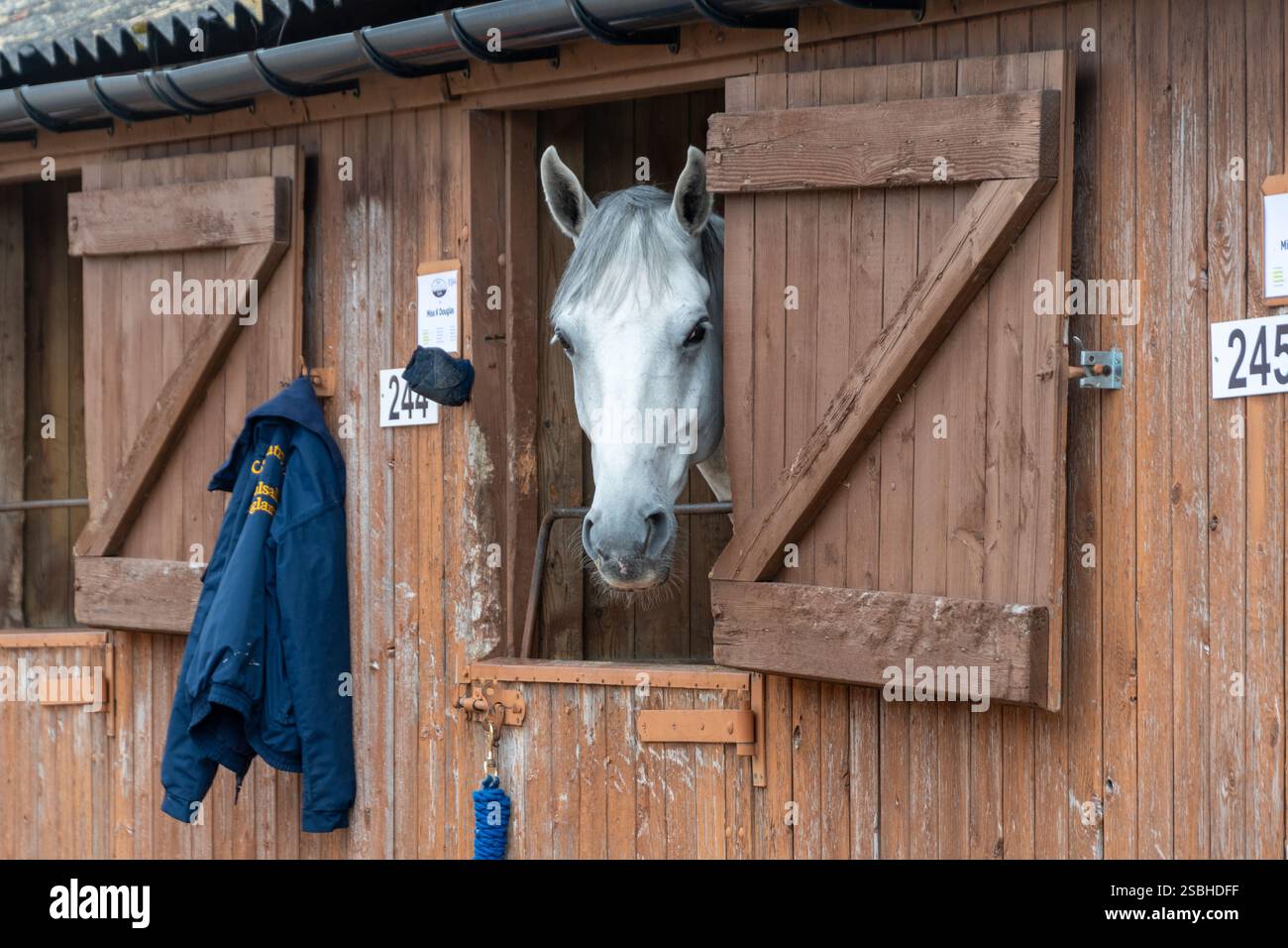 The Great Yorkshire Show, Inghilterra - cavallo in stallo Foto Stock