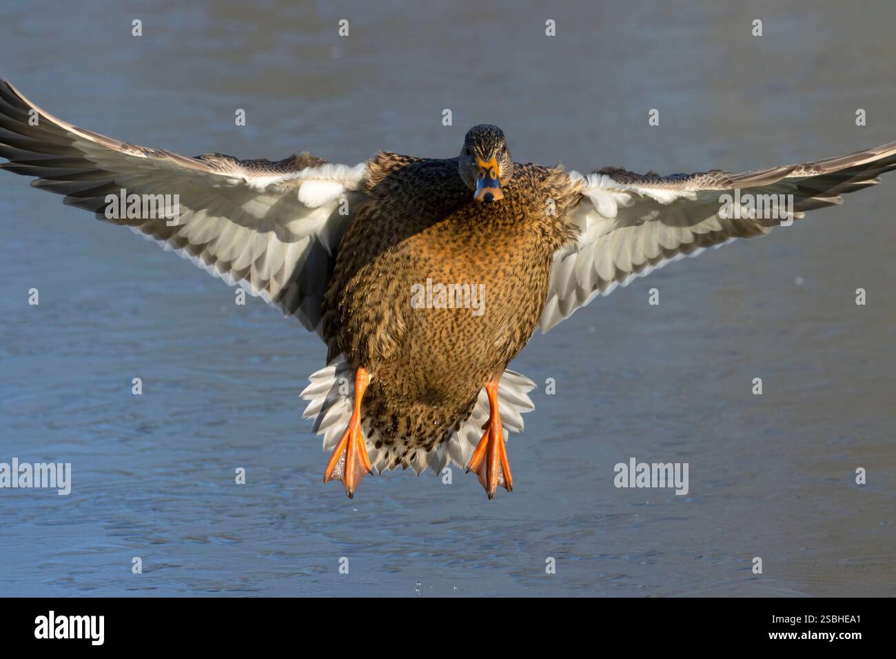 Il germano reale (Anas platyrhynchos), George C Reifel uccello migratore Santuario, British Columbia, Canada Foto Stock