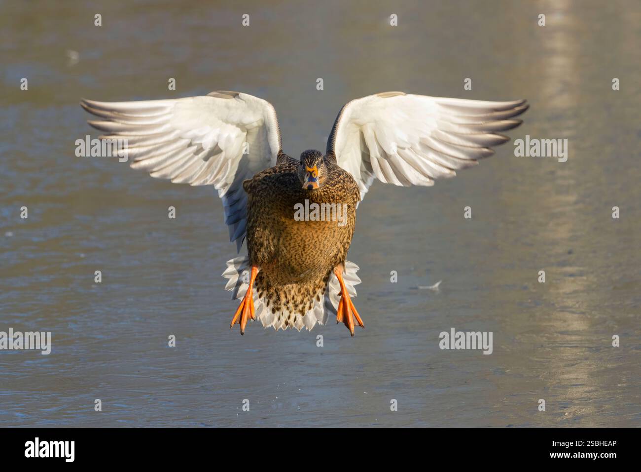 Il germano reale (Anas platyrhynchos), George C Reifel uccello migratore Santuario, British Columbia, Canada Foto Stock