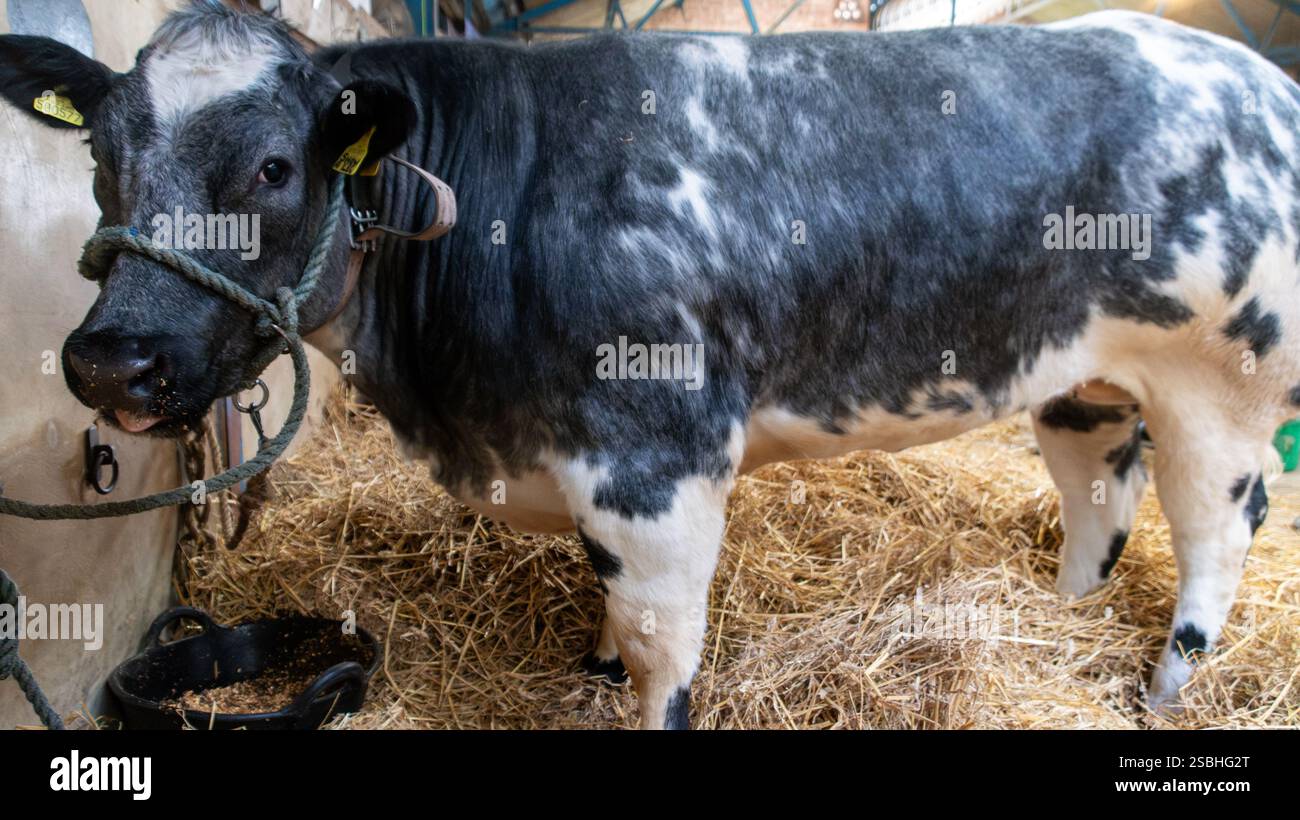 Mucca Blu belga al Great Yorkshire Show, Inghilterra Foto Stock