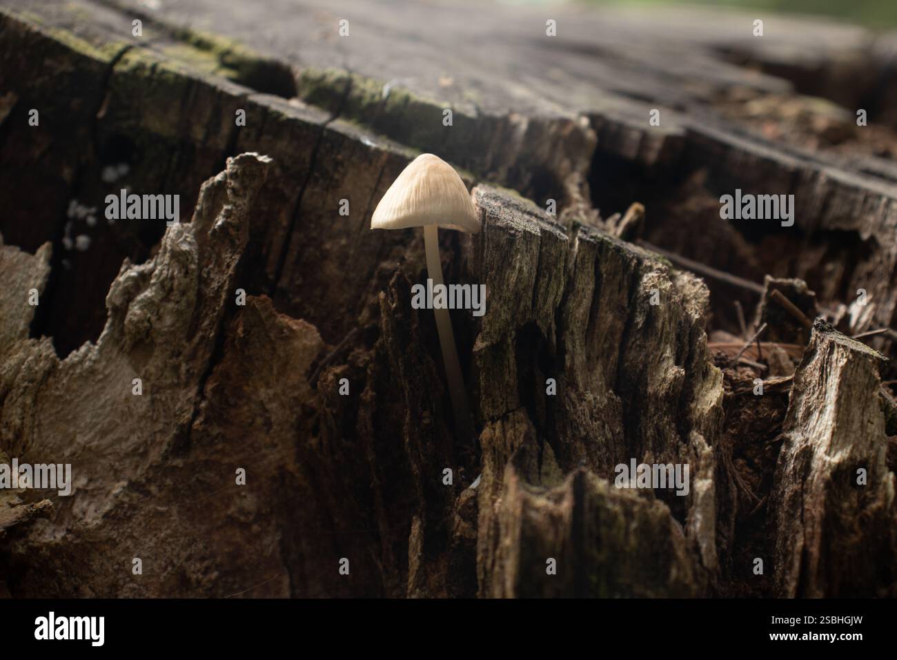 Funghi bianchi che sbirciano fuori dal tronco nella foresta Foto Stock