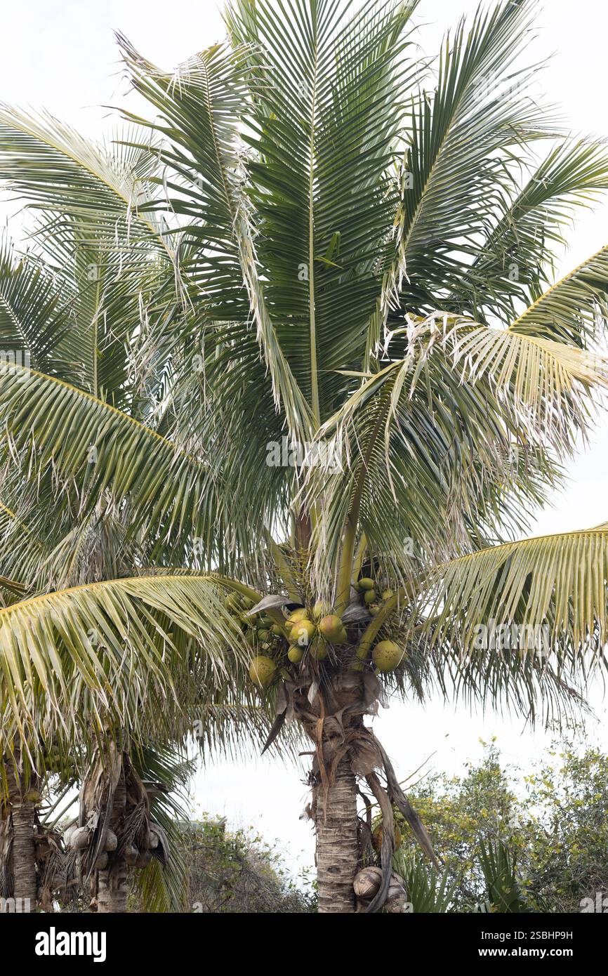 Palma da cocco ibrida Maypan F1. Foto Stock