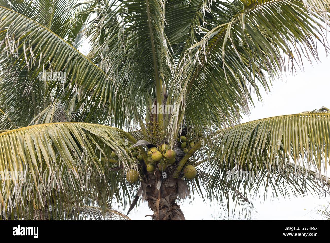 Palma da cocco ibrida Maypan F1. Foto Stock
