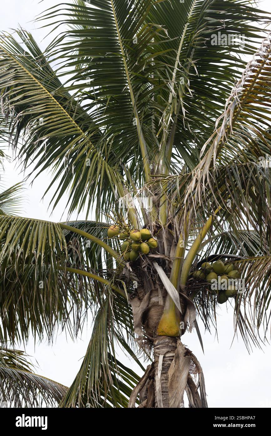 Palma da cocco ibrida Maypan F1. Foto Stock