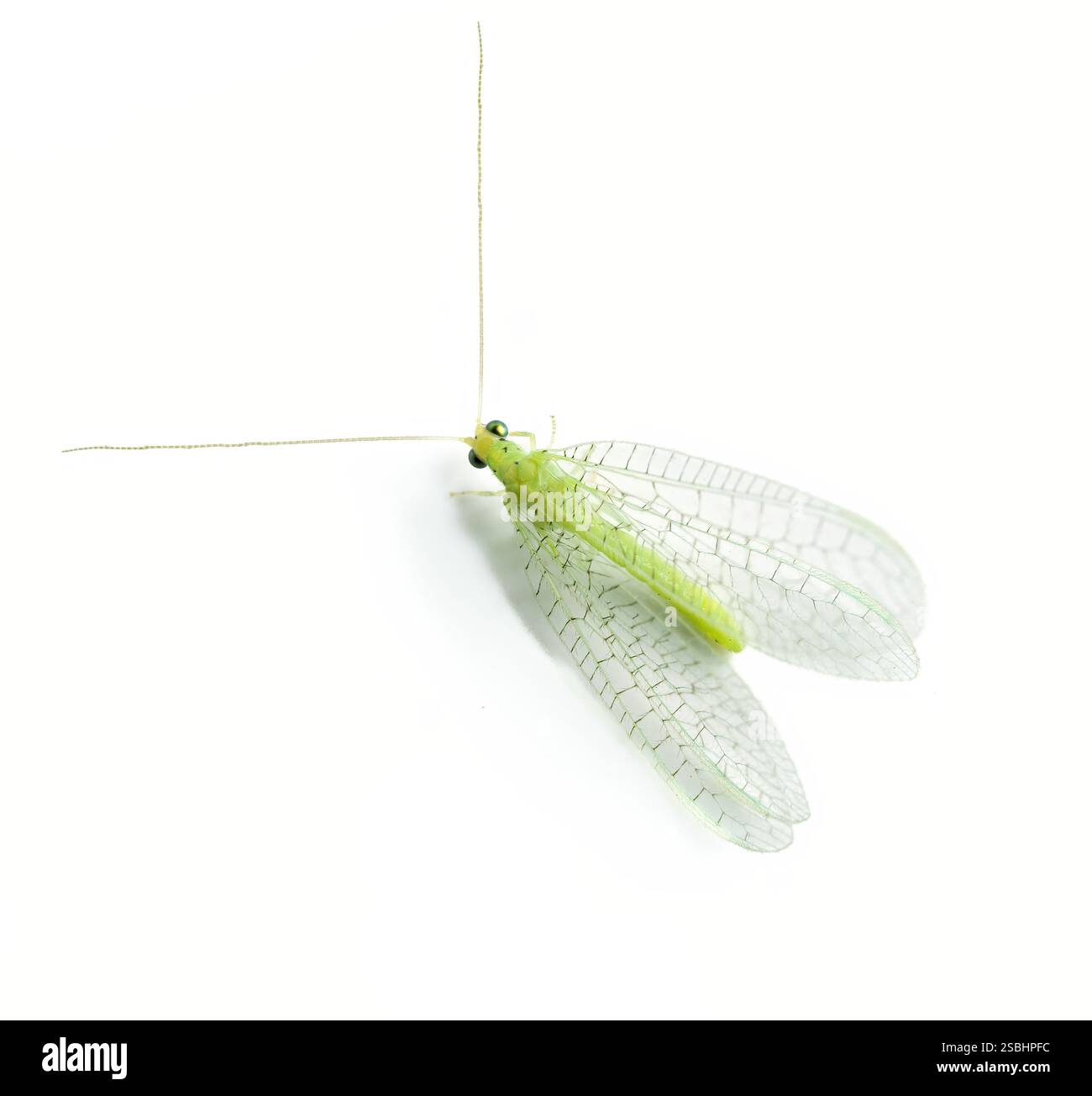 Green Lacewing su sfondo bianco, insetto Chrysopidae Foto Stock