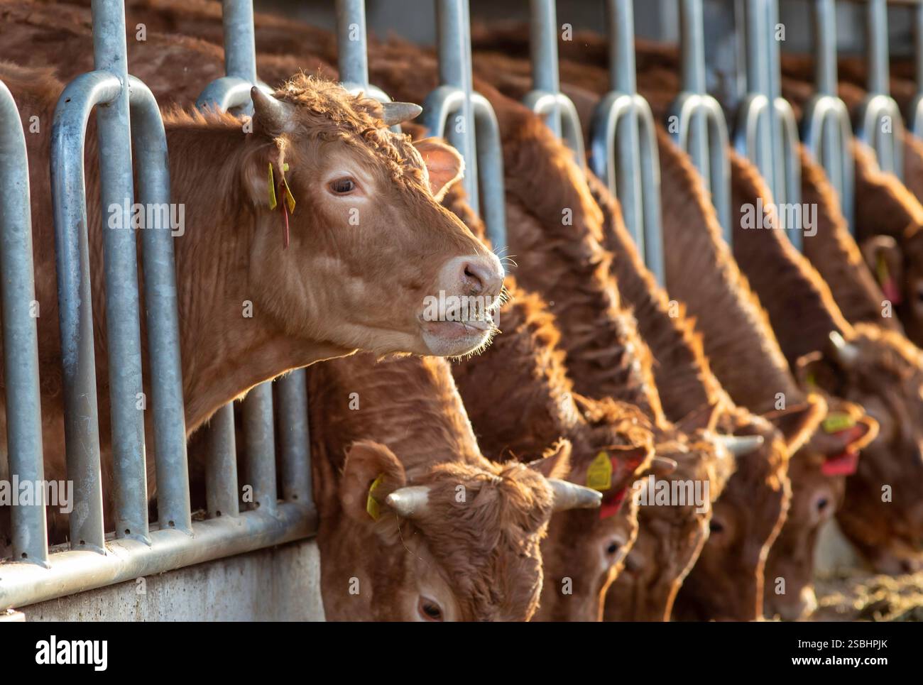 Red Angus dietro recinzione in stalla di allevamento di bestiame. Ritratto del polpaccio. Ranch con bestiame da produzione di carne bovina Foto Stock