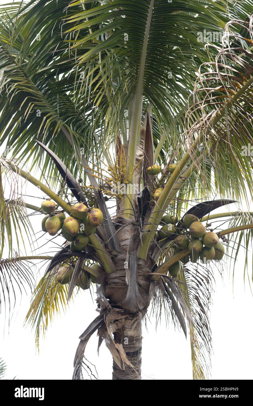 Cocos nucifera - palme da cocco. Foto Stock