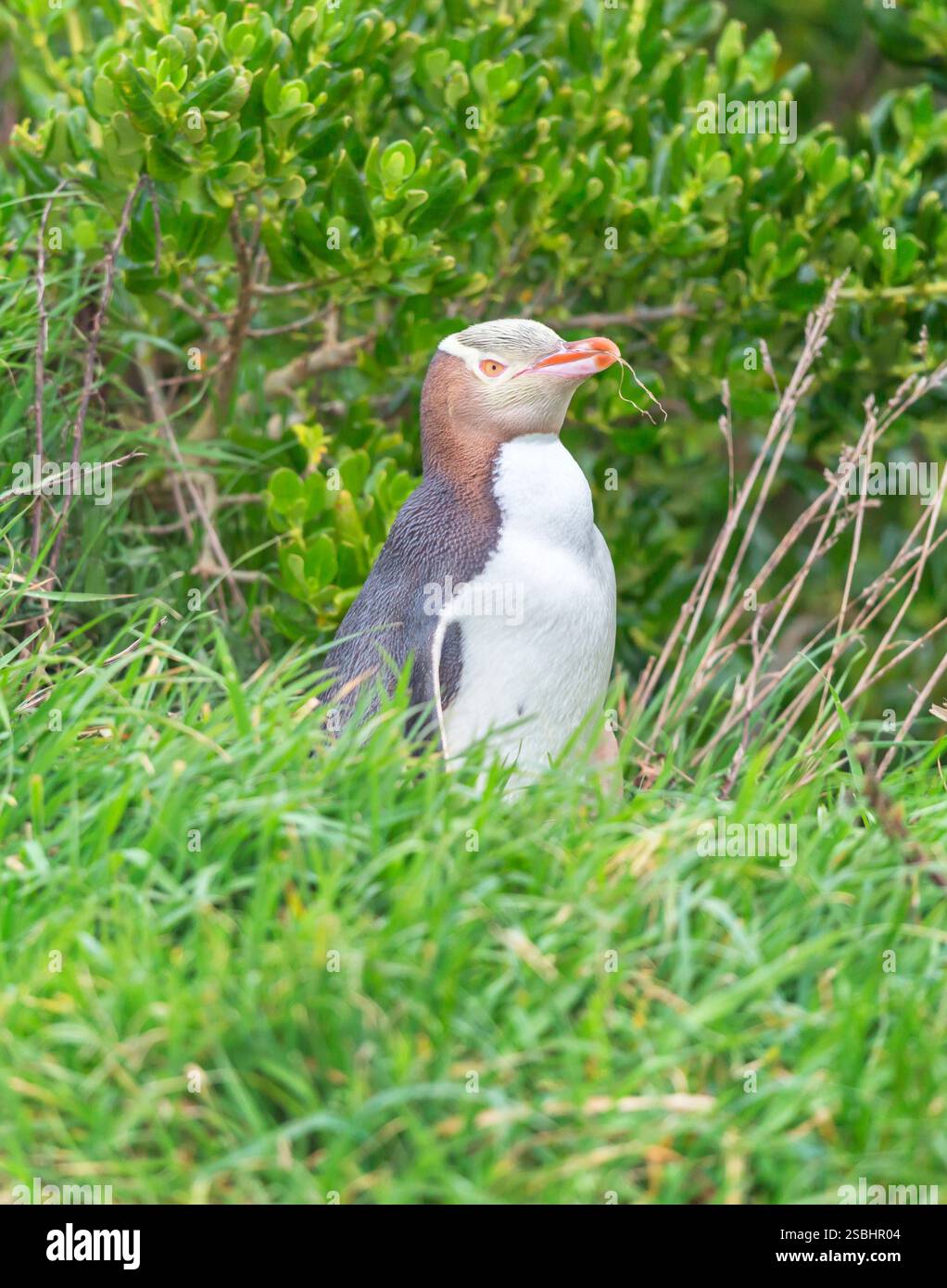 Pinguino dagli occhi gialli (Megadyptes antipodi), regione di Otago, Isola del Sud, nuova Zelanda, Foto Stock