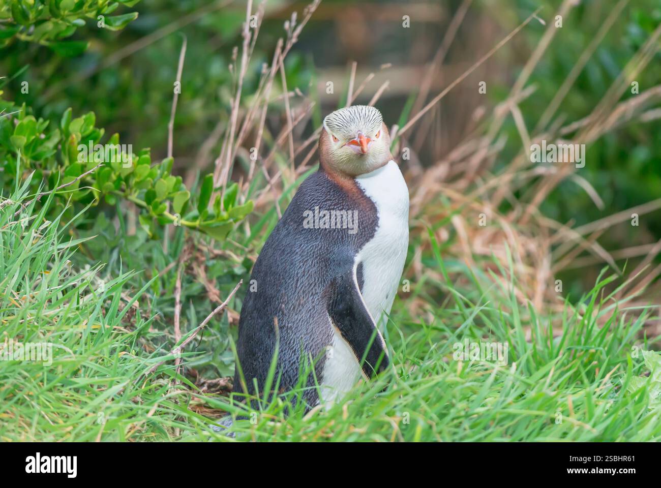 Pinguino dagli occhi gialli (Megadyptes antipodi), regione di Otago, Isola del Sud, nuova Zelanda, Foto Stock