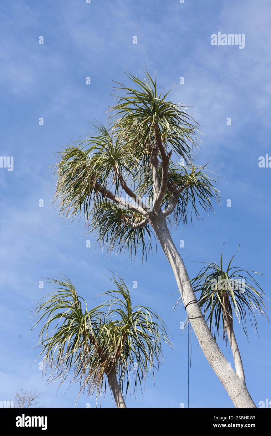 Beaucarnea recurvata - palma a coda di ponice. Foto Stock