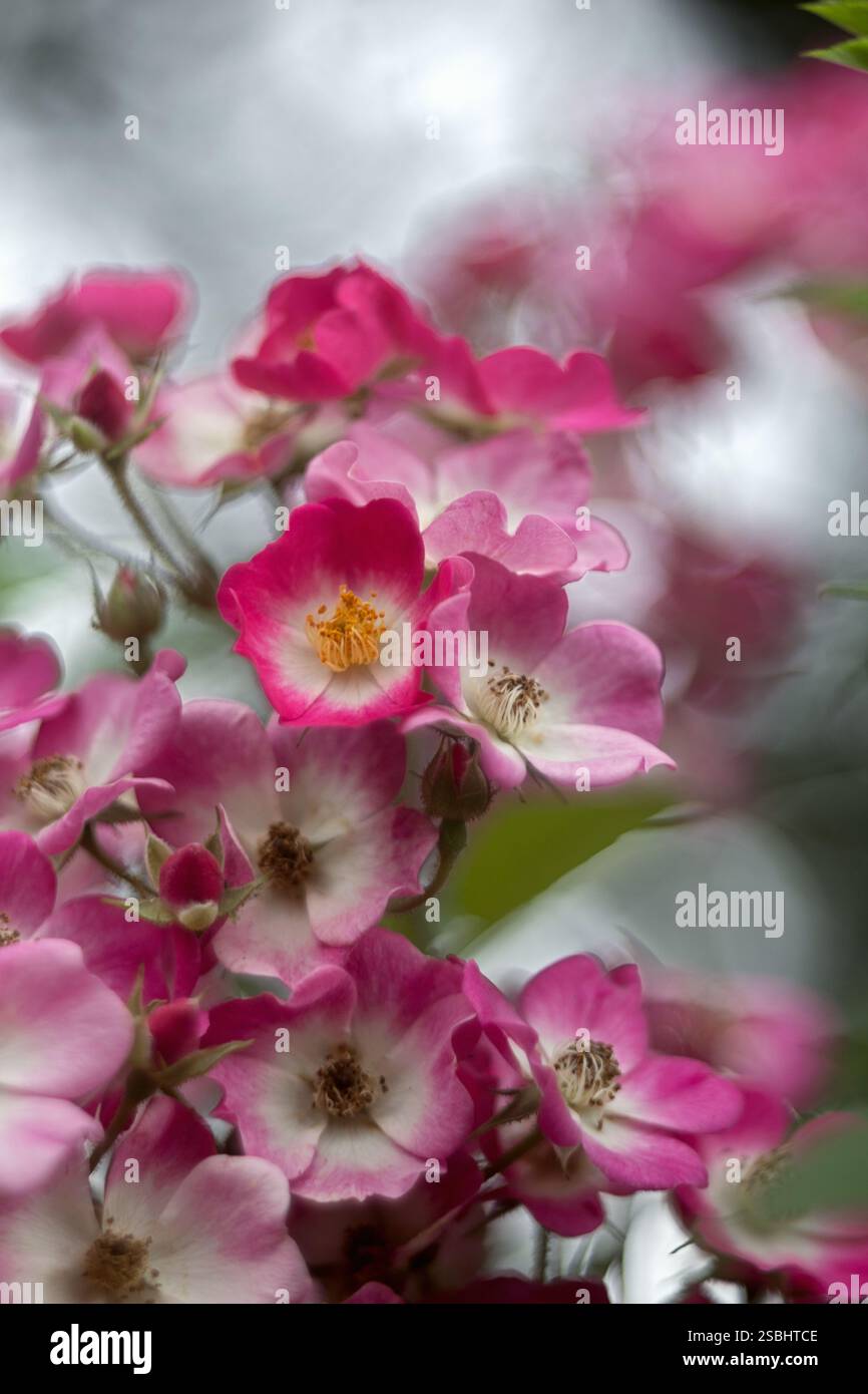 Primo piano di un cespuglio di rose selvatiche, atmosfera romantica Foto Stock