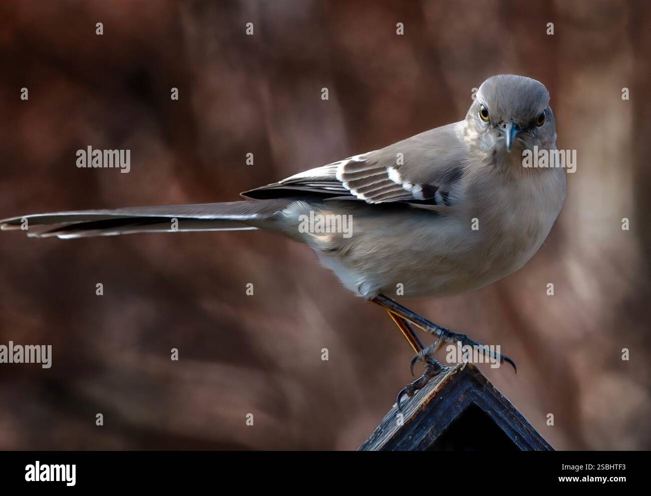 Un uccello del nord alla luce del pomeriggio. Foto Stock
