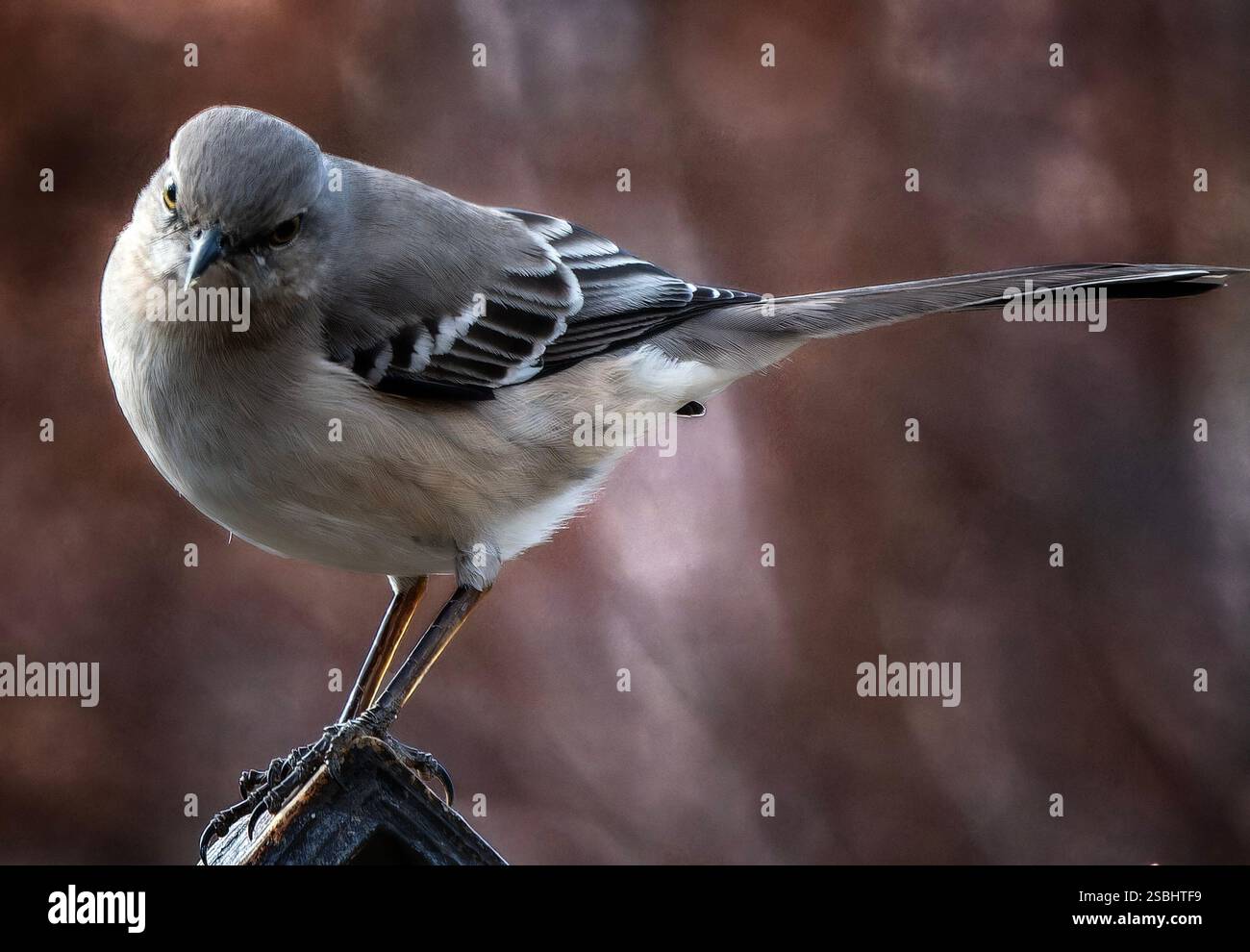 Un uccello del nord alla luce del pomeriggio. Foto Stock