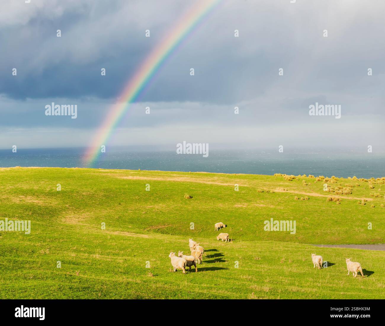 Gregge di pecore al pascolo sotto un arcobaleno, Otago, South Island, in Nuova Zelanda, Foto Stock
