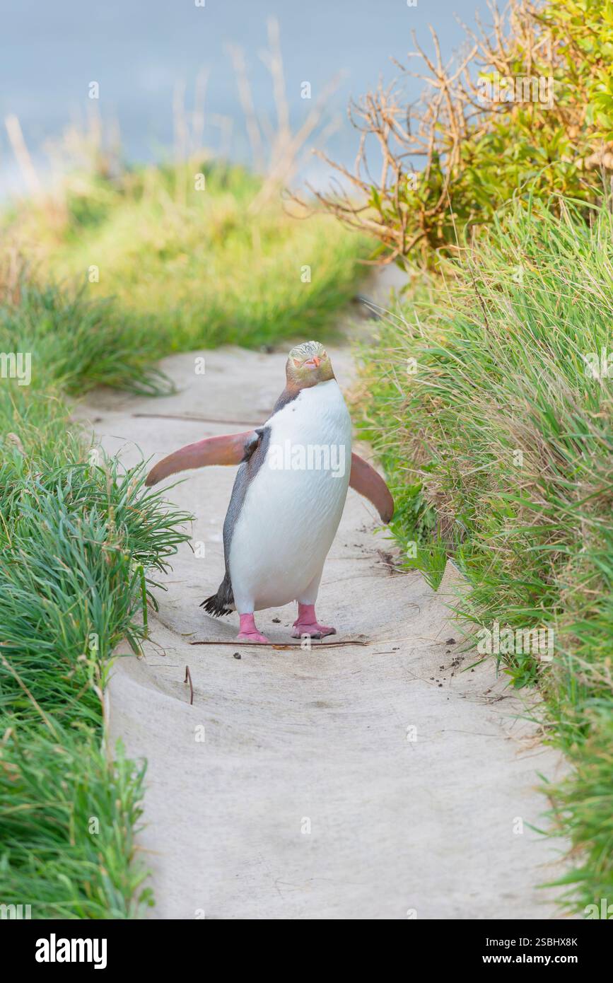 Pinguino dagli occhi gialli (Megadyptes antipodi) in movimento, regione di Otago, Isola del Sud, nuova Zelanda Foto Stock
