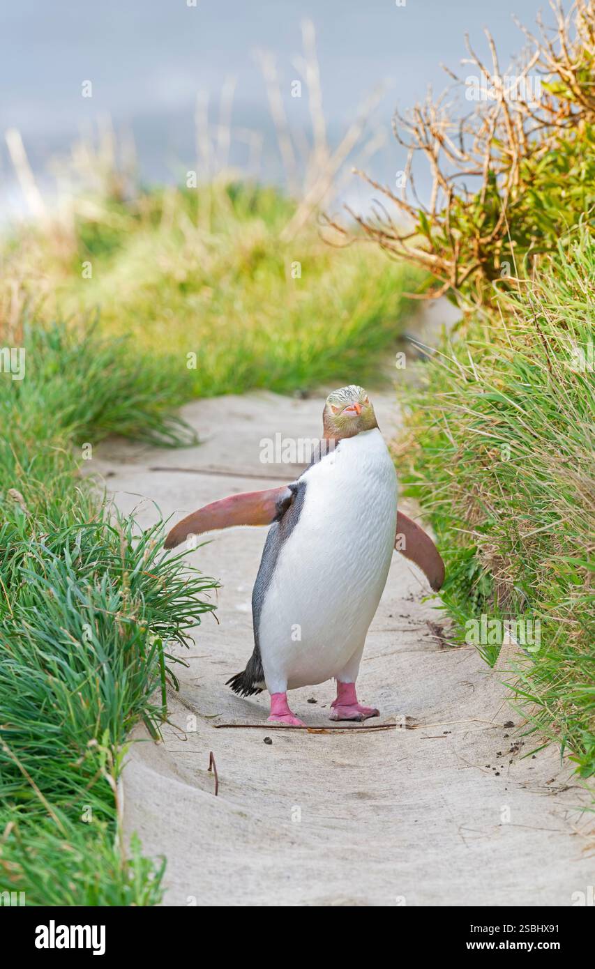 Pinguino dagli occhi gialli (Megadyptes antipodi) in movimento, regione di Otago, Isola del Sud, nuova Zelanda Foto Stock