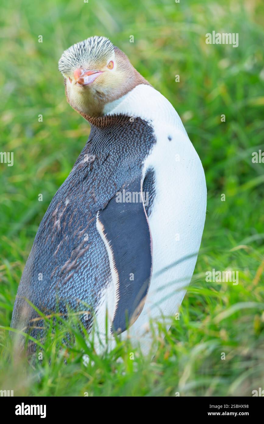 Pinguino dagli occhi gialli (Megadyptes antipodi), regione di Otago, Isola del Sud, nuova Zelanda Foto Stock