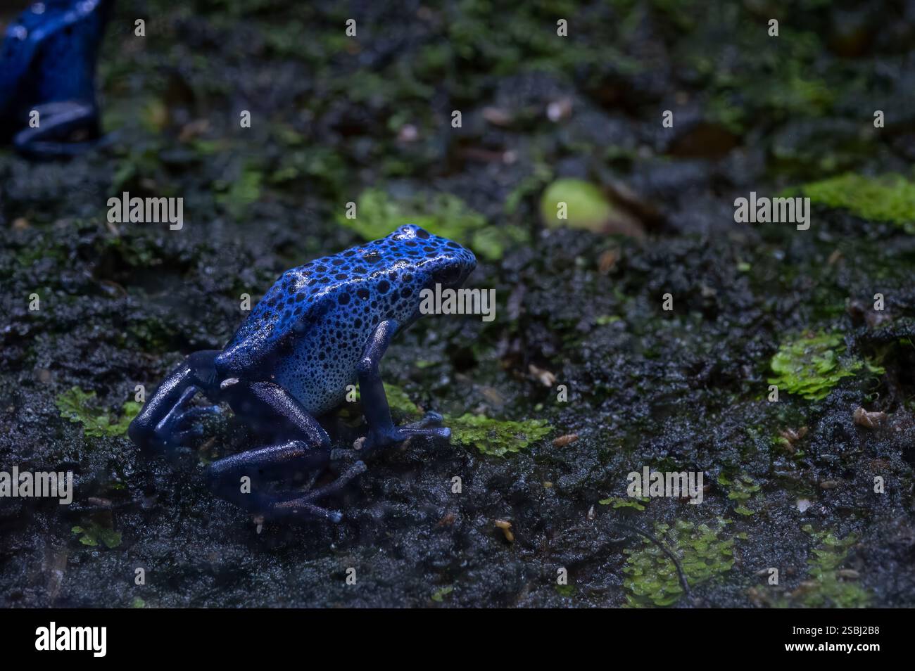 Dendrobates tinctorius, Dendrobates tinctorius, Dendrobatidae Foto Stock