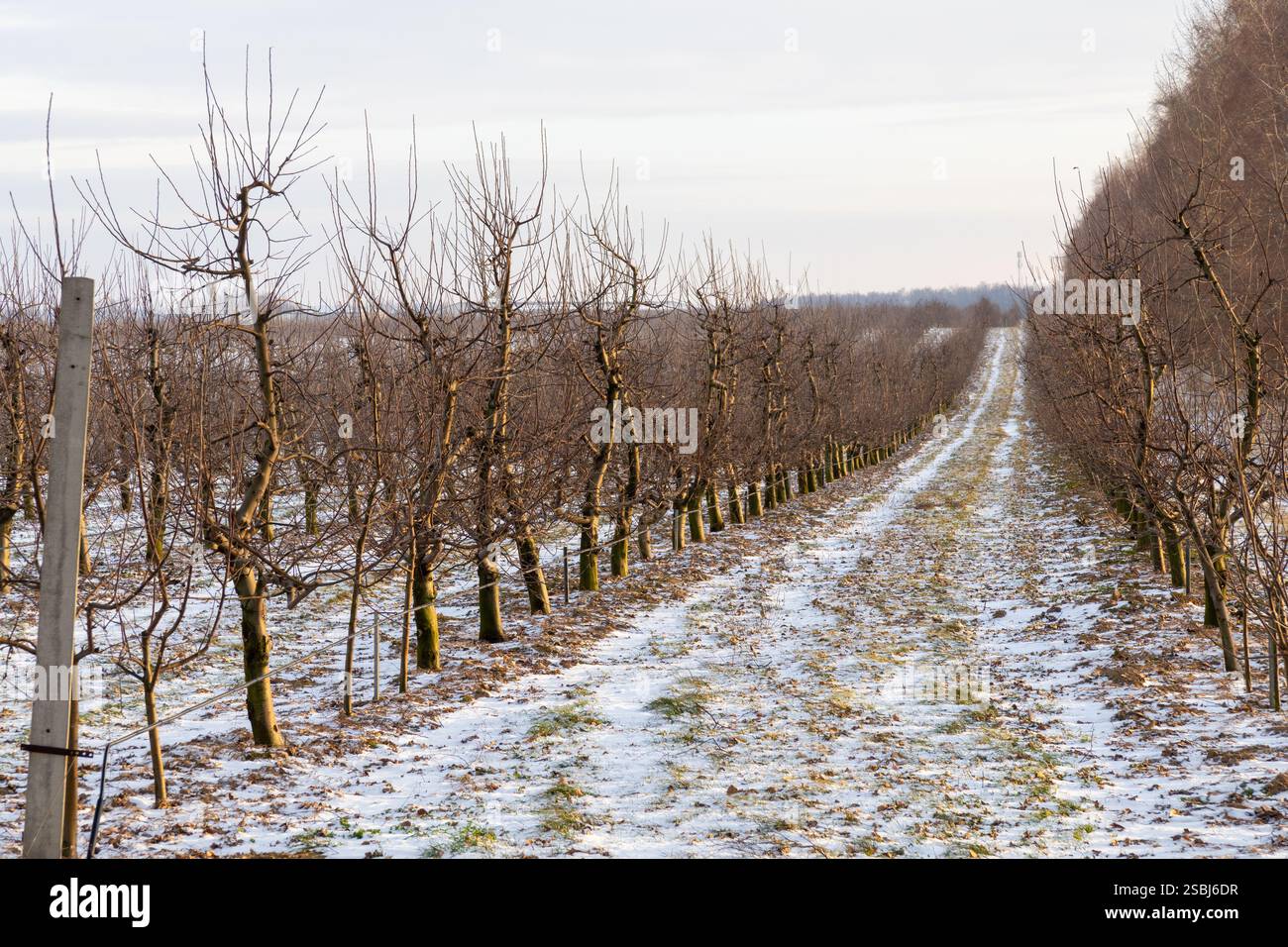 Un tranquillo frutteto di mele ricoperto di neve incontaminata, che crea un pittoresco paesaggio invernale, dove i rami sono adornati da fiocchi di neve incontaminati, ballo Foto Stock