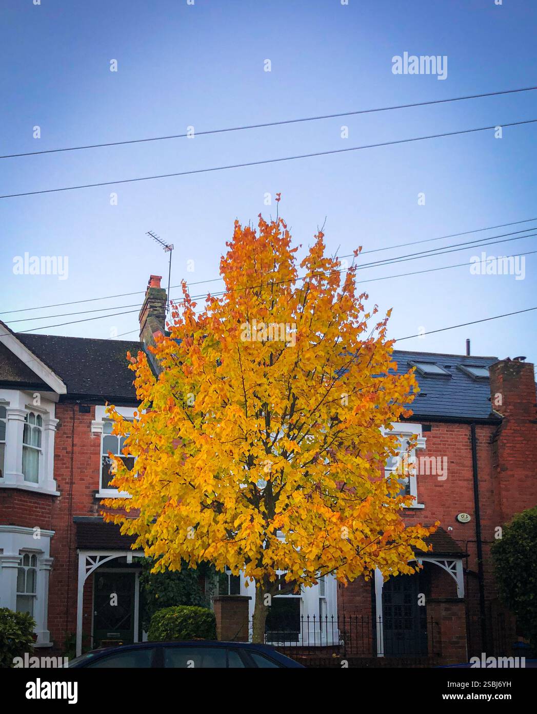 Suggestivo fogliame autunnale giallo-arancio su un albero Liquidambar Styraciflua (gomma dolce) all'esterno delle case a schiera edoardiane. - Immagine stock catturata con smartphone