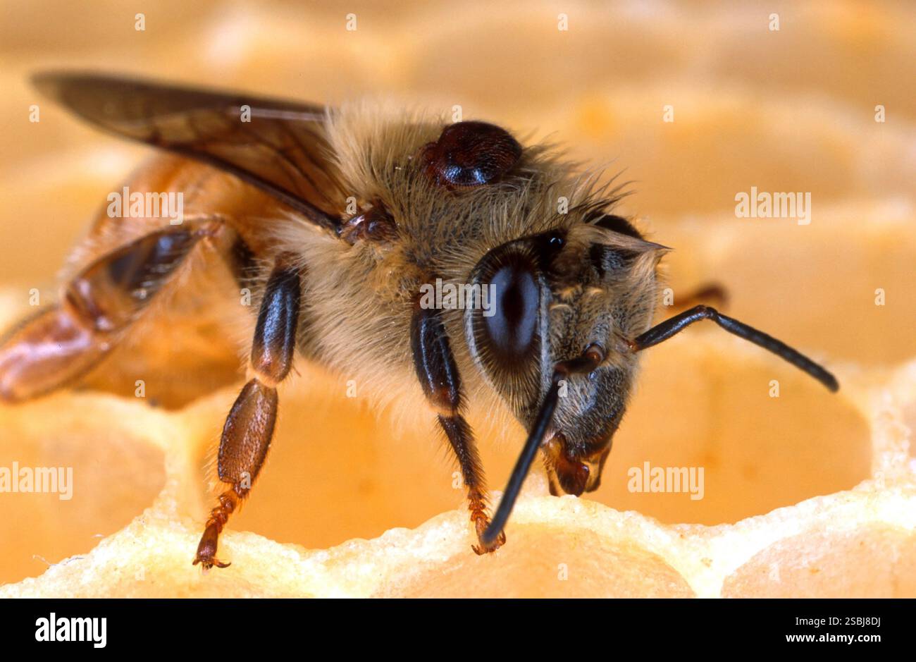 Un'ape del miele con un acaro Varroa sulla schiena. Gli acari causano morte e malattie nelle colonie di api. Foto Stock