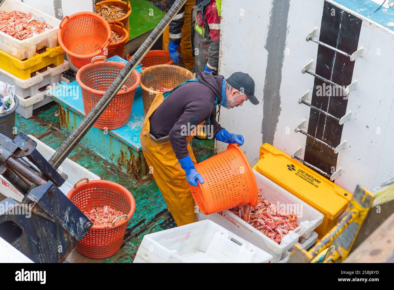 I pescatori del porto di Troon scaricano le loro catture di langoustine, appena pescate quel giorno. Troon, Ayrshire, Scozia, Regno Unito Foto Stock